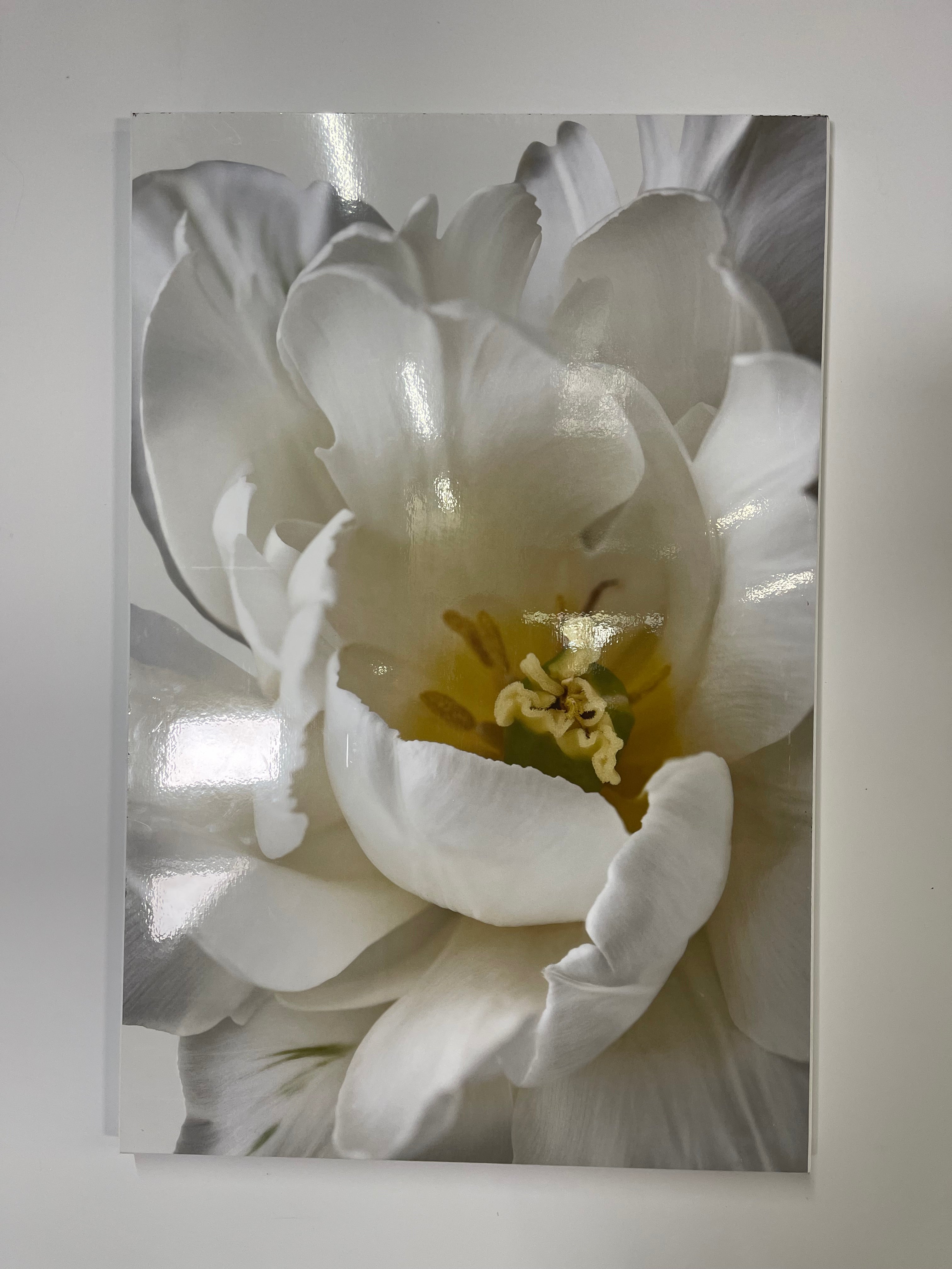 Elegant White Tulip Wall Art
