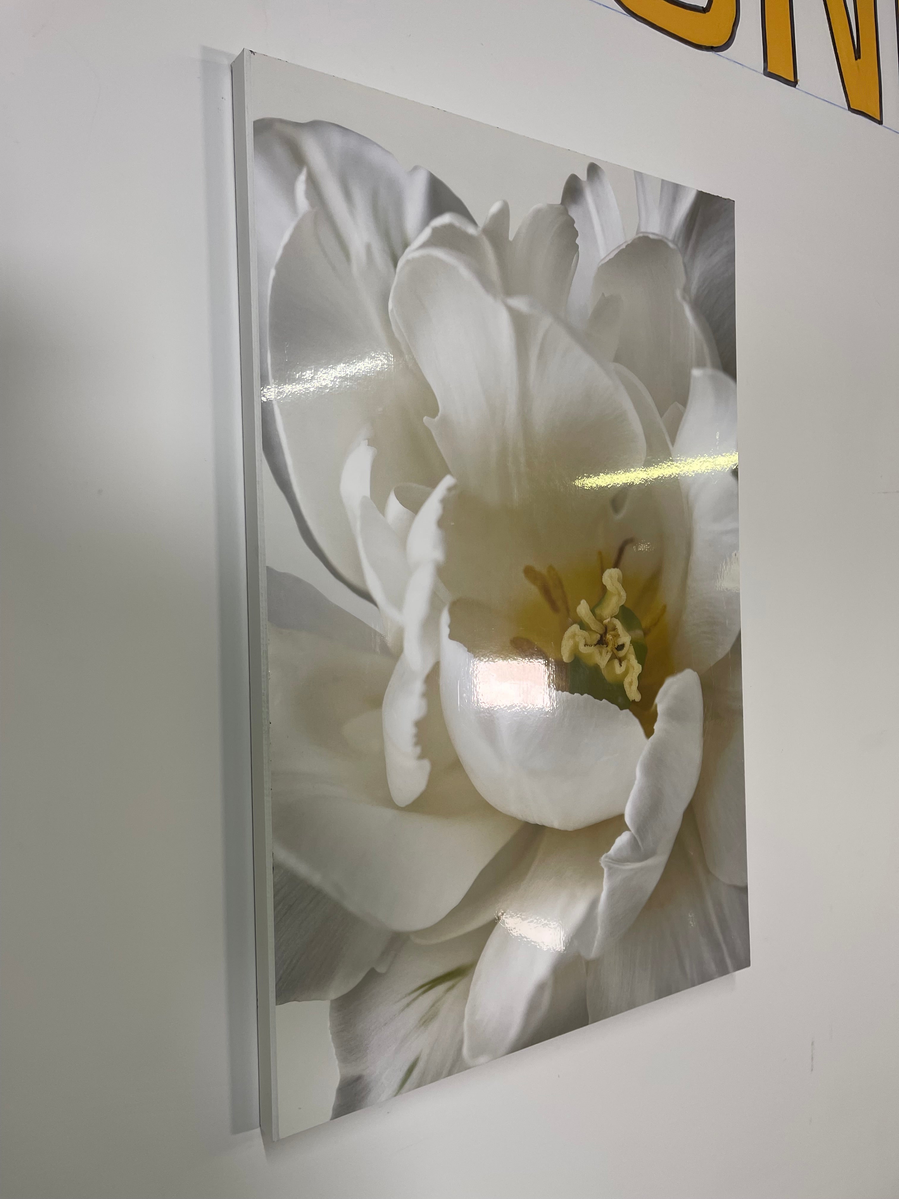 Elegant White Tulip Wall Art